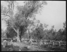 Cimitero tra gli abeti ad Elbasan